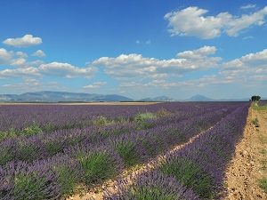 GR®69 La Routo From Riez to Le Vernet (Alpes-de-Haute-Provence) 4