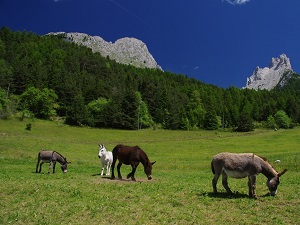 GR69 La Routo From Le Vernet to Ruburent Pass (Alpes-de-Haute-Provence) 6