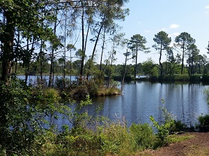 GR6 Randonnée de Arcachon à Villandraut (Gironde) 6