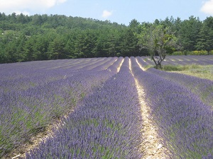 GR6 Randonnée de Viens (Vaucluse) à Authon (Alpes-de-Haute-Provence) 5