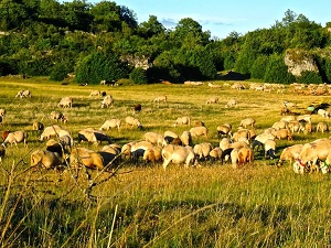 GR®71C Hiking on Templar and Hospitaller path (Aveyron) 5