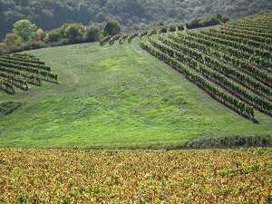 GR®76 Randonnée de Chagny (Saône-et-Loire) à Affoux (Rhône) 3