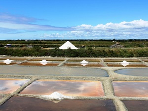 GR8 Randonnée de Saint-Brevin-les-Pins (Loire-Atlantique) à La Barre-de-Monts (Vendée) 5