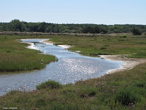 GR8 Randonnée de La Barre-de-Monts à L'Île-d'Olonne (Vendée) 7