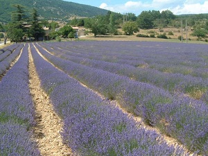 GR9 Hiking from Buis-les-Baronnies (Drome) to Cucuron (Vaucluse) 4