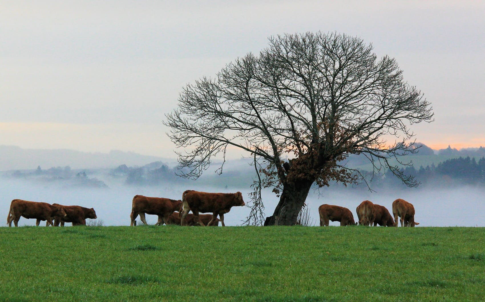 Around Monts Ambazac (Haute-Vienne)