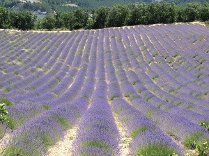 Hiking around Provencal Baronnies (Drome) 6