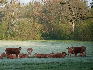 Hiking around Brenne country (Vienne, Indre, Indre-et-Loire) 7