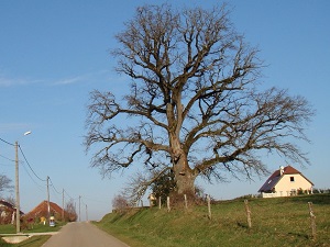 Randonnée autour de la Bresse Comtoise (Jura) 5