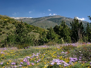 Randonnée autour de Cerdagne (Pyrénées-Orientales, Catalogne-Espagne) 5