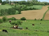 Hiking on the Tour of Haute Chalosse (Landes) 8