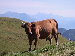 Hiking around Chartreuse massif (Isere, Savoie) 4