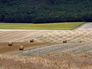 Randonnée sur le circuit du cidre dans le Pays d'Othe (Aube, Yonne)