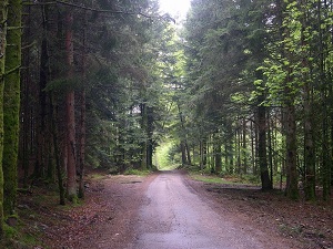 Hike around Deodatie South (Vosges) 7