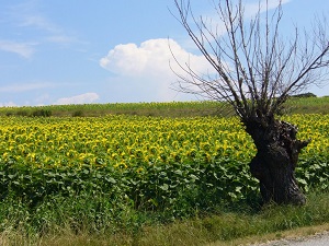 Randonnée autour du Pays de Dieulefit (Drôm6e)