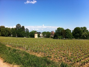 Randonnée sur le entier des Grands Crus de Dijon à Santenay (Côte-d'Or) 4