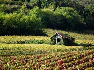 Hiking on Grands Crus trail from Dijon to Santenay (Cote-d'Or) 5