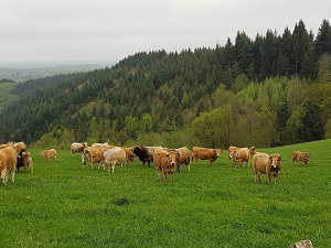 Randonnée autour au pays d'Entraygues sur Lo Camin d'Olt (Aveyron) 4