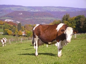 Hiking around Lomont Mount (Doubs) 5