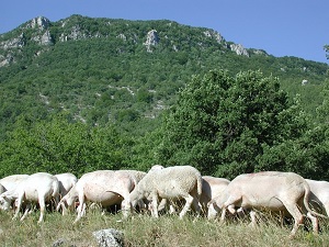 Hike around Lure mountain (Alpes-de-Haute-Provence, Drome) 5