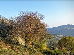 Randonnée autour des Monts du Lyonnais (Rhône-Loire) 6