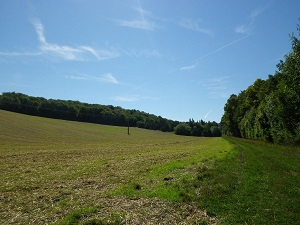 Randonnée autour des forêts d'Othe (Aube)