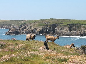 Randonnée autour de l'Ile d'Ouessant (Finistère) 4