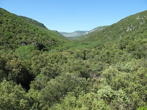 Randonnée dans le Grand Pic St-Loup entre Londres et Buèges (Hérault) 4