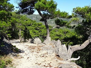 Randonnée autour au Grand Pic Saint-Loup de la Séranne aux gorges de l'Hérault 7