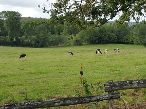 Hiking around  Pouzauges Strongholds (Vendee) 4