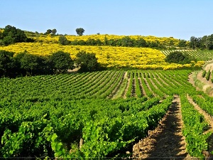 Randonnée autour du Massif de Rasteau (Vaucluse) 7