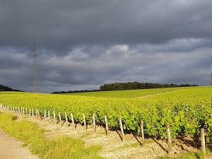 Hiking around Sarce and Hozain Valley (Aube)