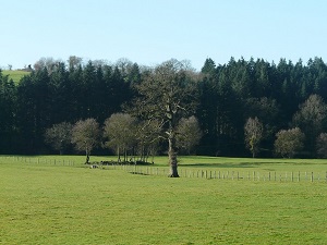 Hiking around Sevre and Maine Bocage (Loire-Atlantique, Vendee) 4