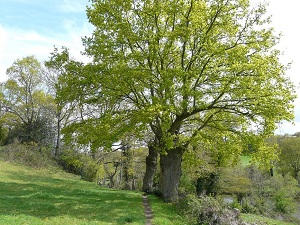 Randonnée autour du bocage de Sèvre et Maine (Loire-Atlantique, Vendée) 5