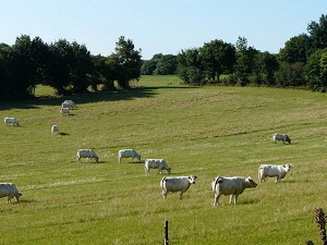 Randonnée autour des collines de Sèvre et Maine (Vendée) 5