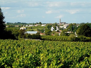 Hiking around Sevre and Maine vineyards (Loire-Atlantique, Vendee) 7