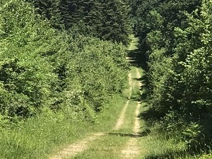 Traversée de la Sylve d'Argenson (Deux-Sèvres, Charente-Maritime)