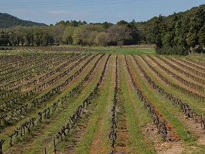 Randonnée autour du Massif d'Uchaux (Vaucluse)