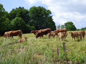 Randonnée autour des Gorges de la Vézère (Corrèze) 7