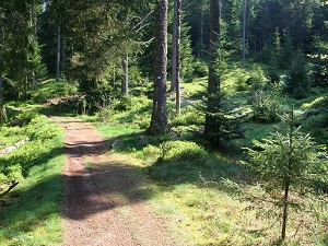 Hike around Vologne river (Vosges) 7