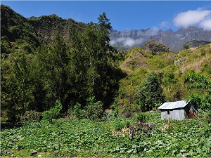 GRR1 Randonnée autour du Piton des Neiges (Ile de la Réunion) 3