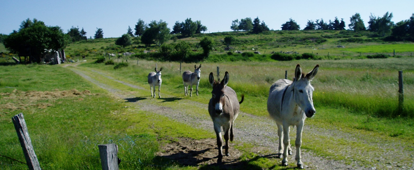 Mule drivers at La Bastide-Puylaurent