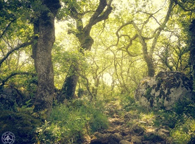 Le bois de Païolive près des Vans en Ardèche5