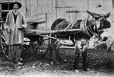 Les muletiers du Vivarais en Haute-Ardèche 2